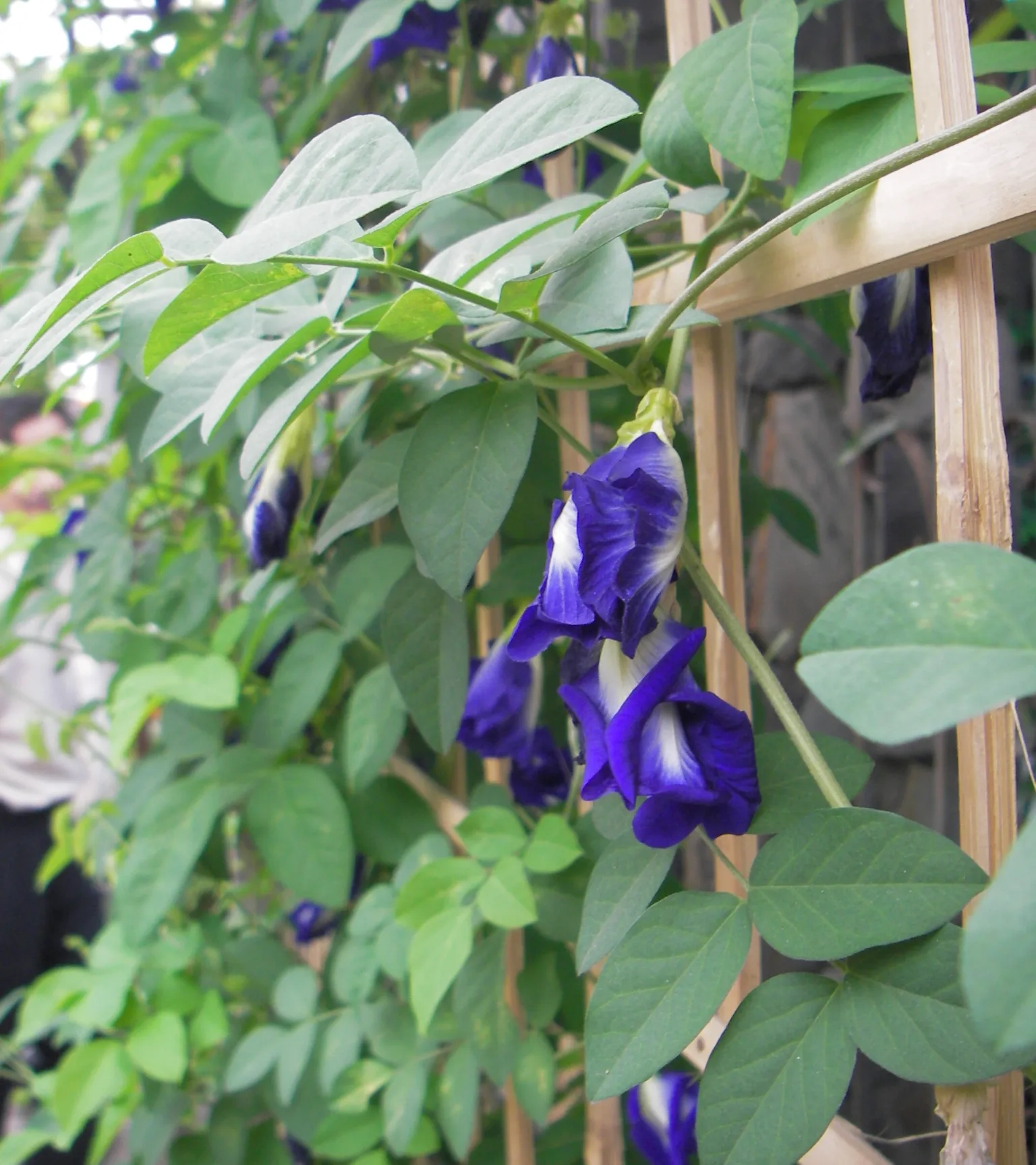 Butterfly Pea Flower Powder (Blue Matcha)