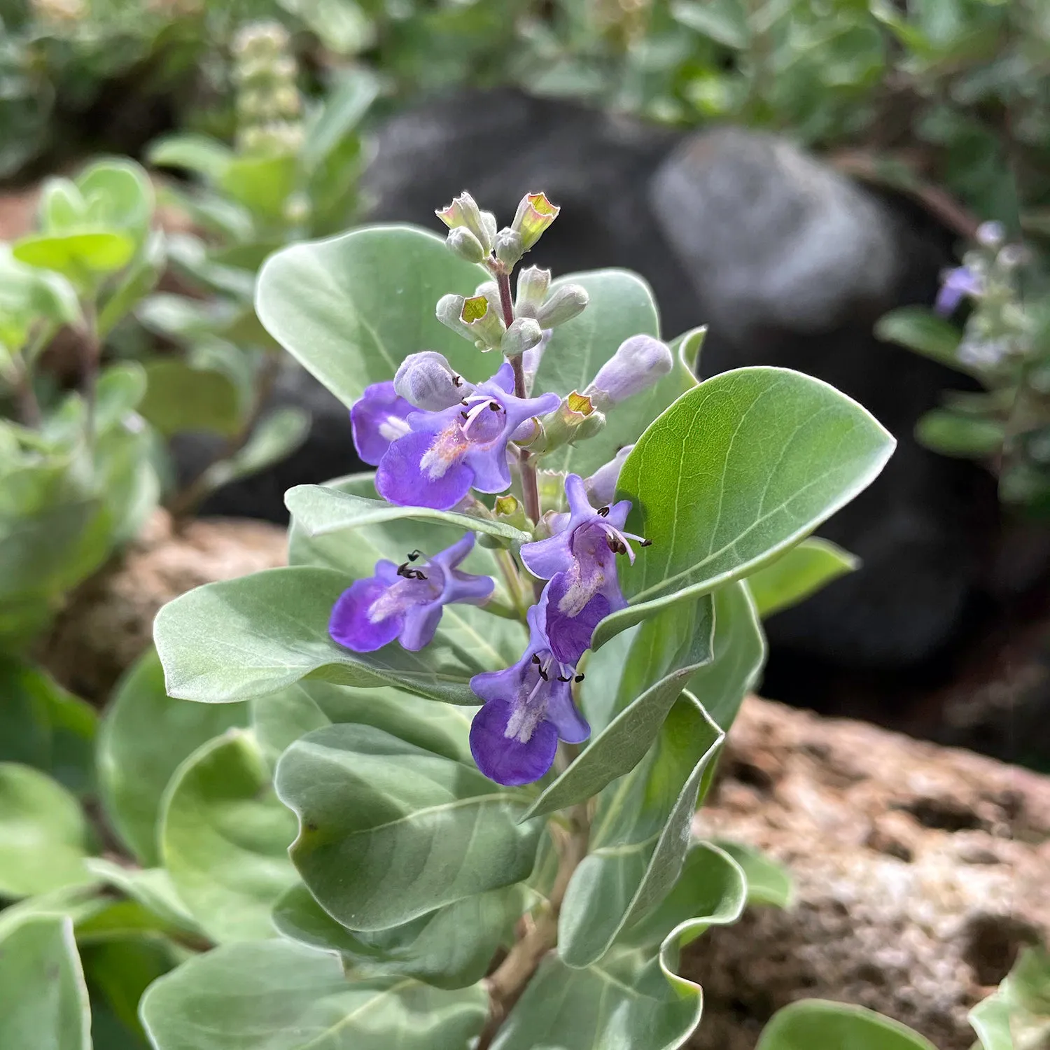 Pohinahina Flower Necklaces
